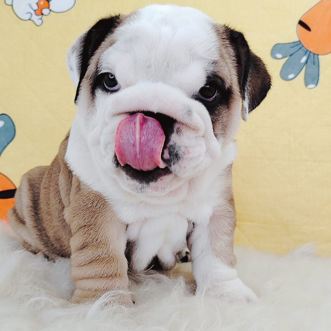 English Bulldog 英国斗牛犬
