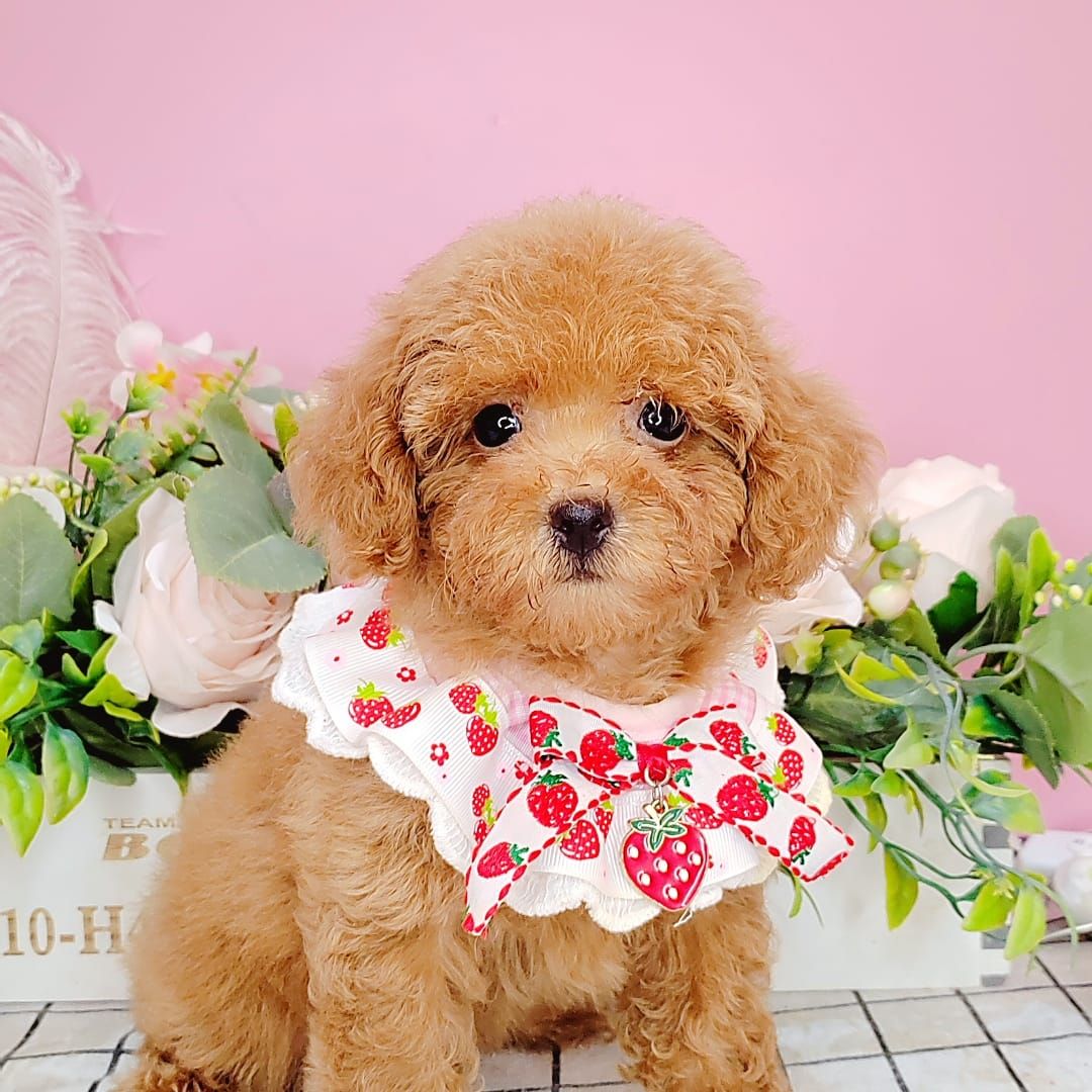 Poodle 娉拌开璐靛