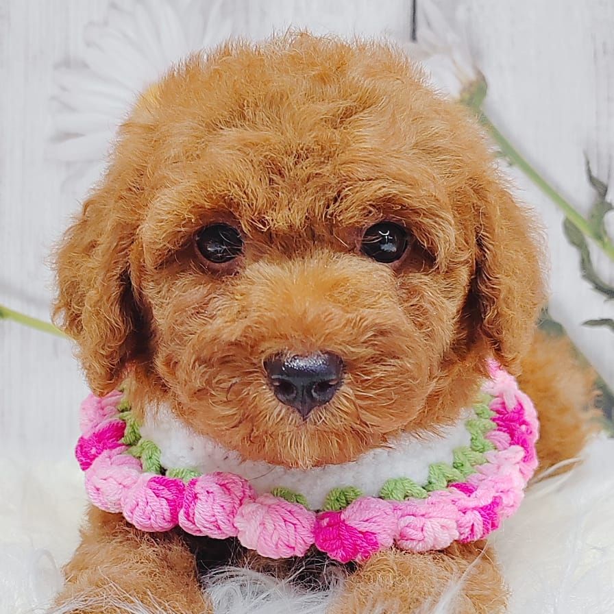 Poodle 璐靛娉拌开