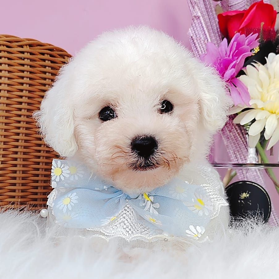 Poodle 娉拌开璐靛