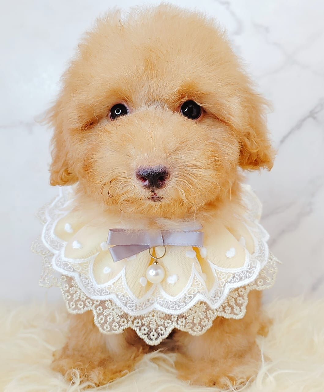 Poodle 娉拌开璐靛