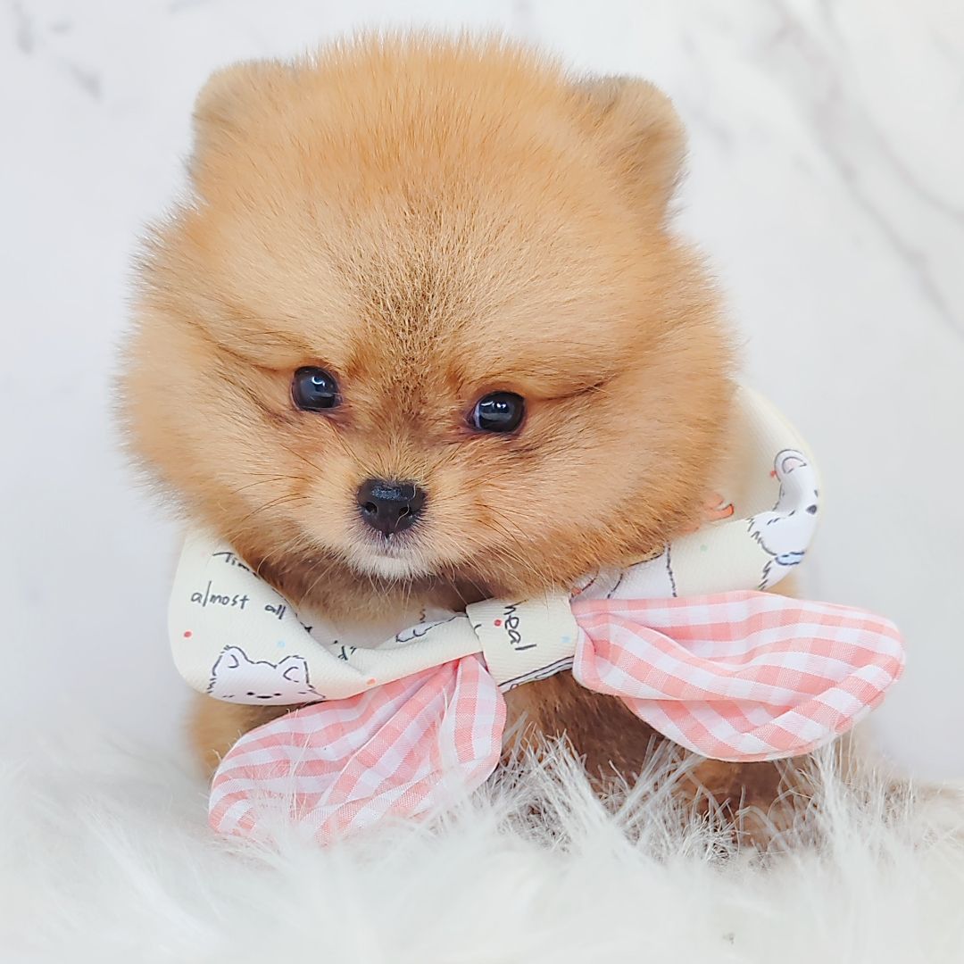 Pomeranian 博美