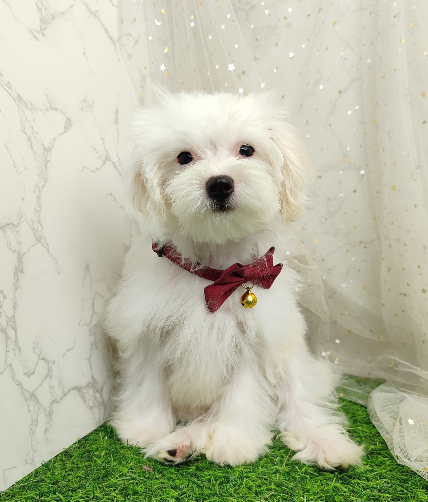 Maltipoo 马尔泰迪