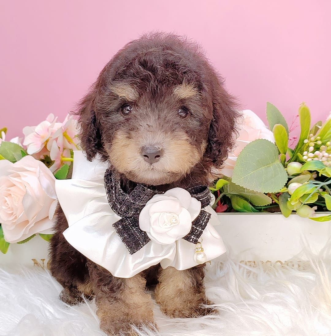 Poodle 娉拌开璐靛