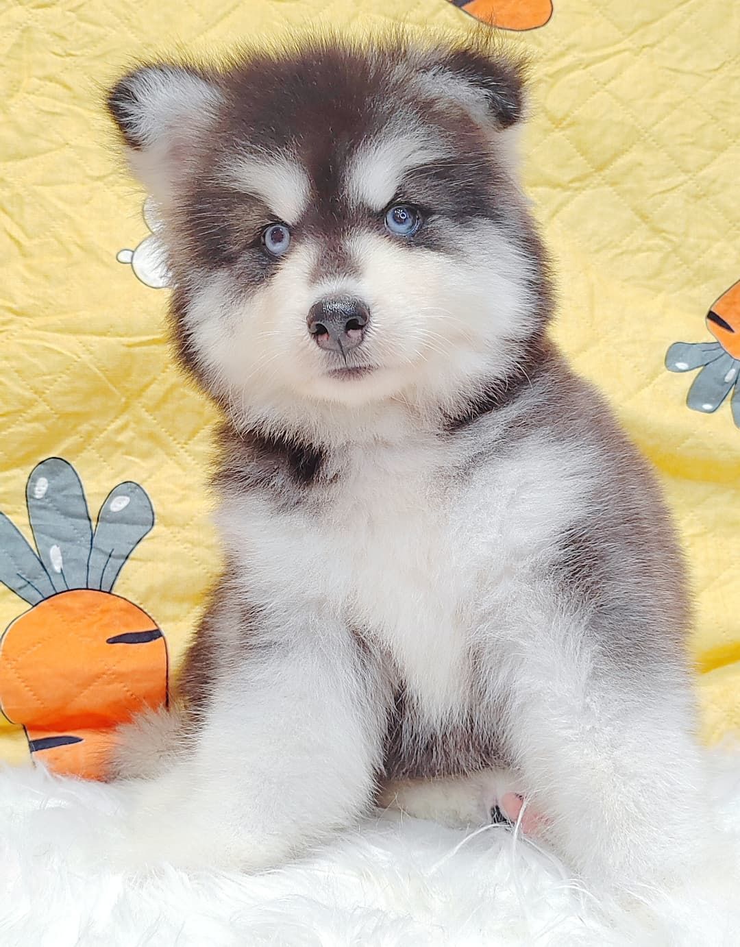 Wooly Alaskan 长毛哈士奇