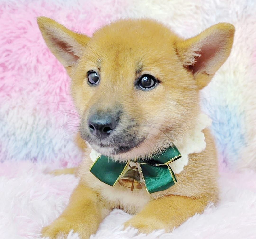 Shiba inu 柴犬