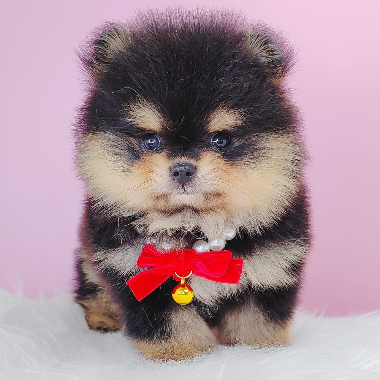Pomeranian 博美