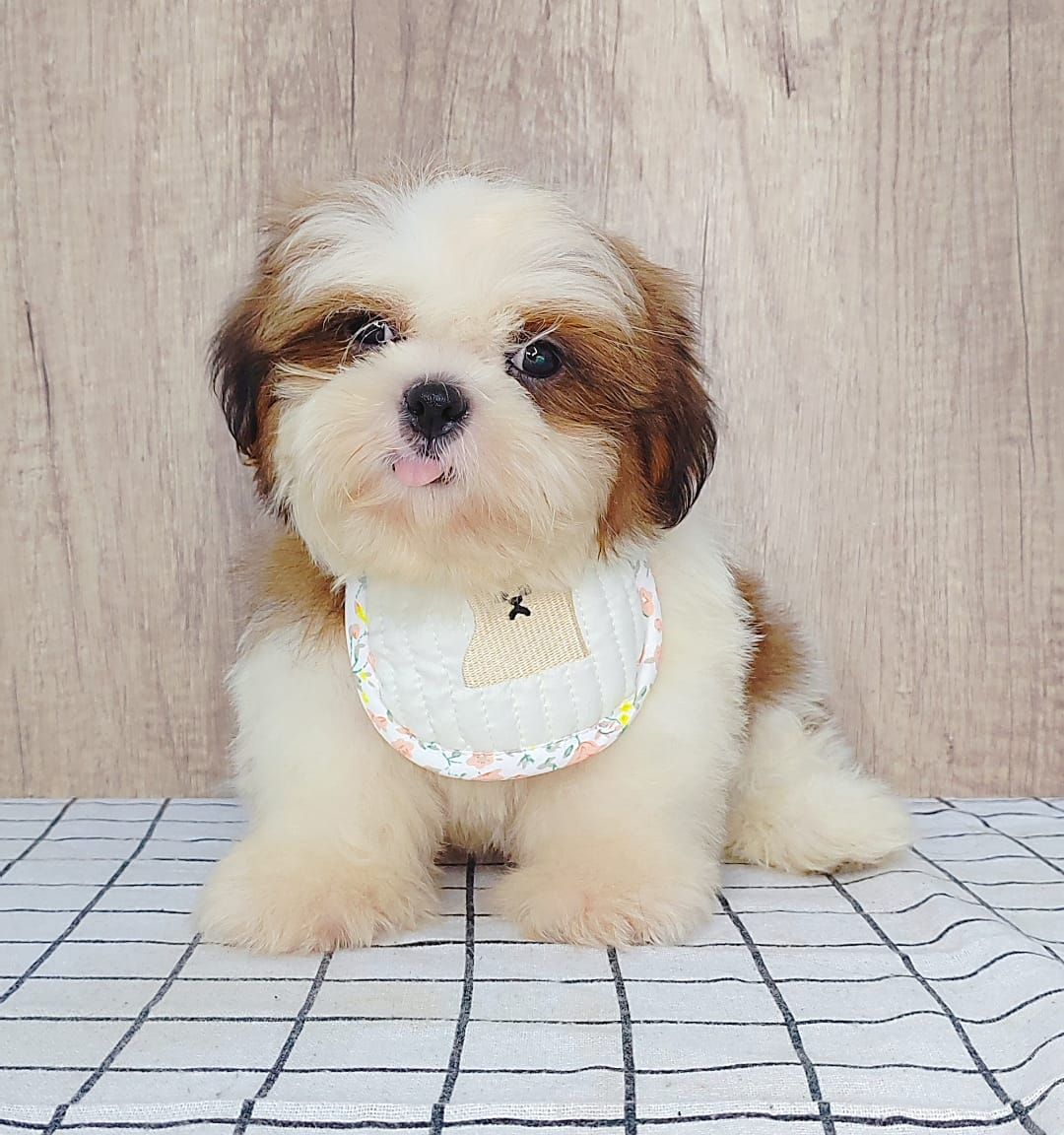 Shih Tzu 西施