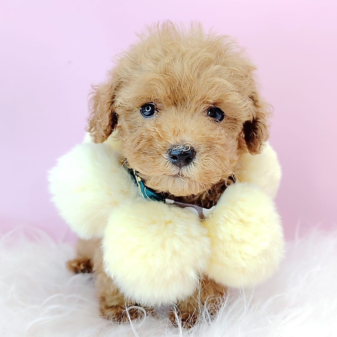 Poodle 娉拌开璐靛