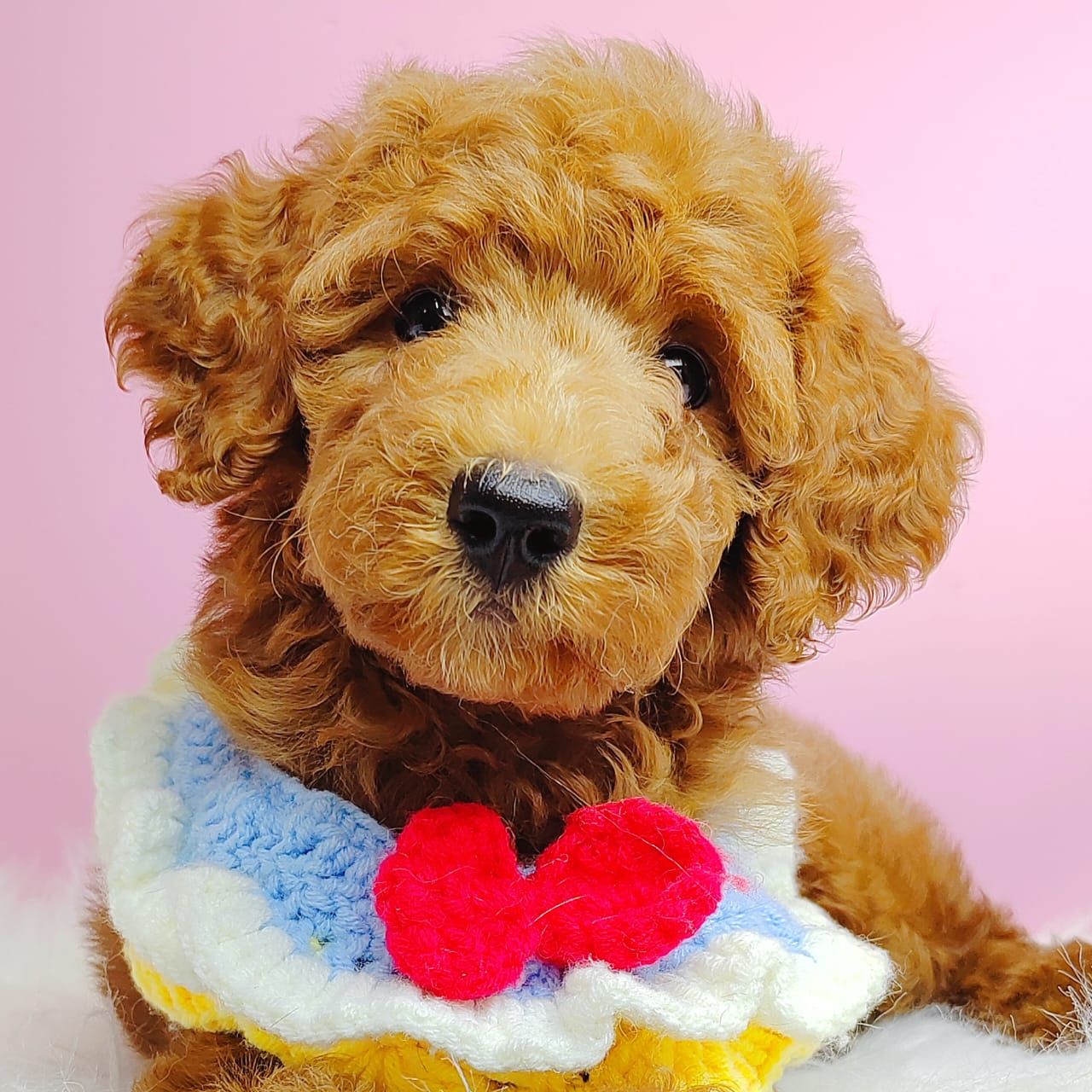 Poodle 娉拌开璐靛