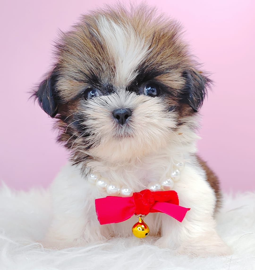 Shih Tzu 西施