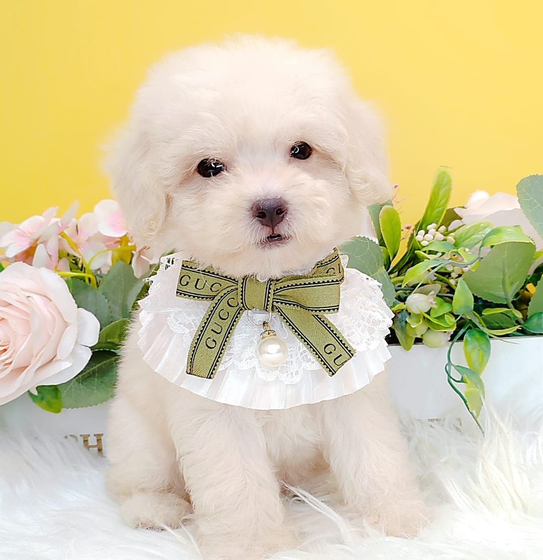 Poodle 娉拌开璐靛