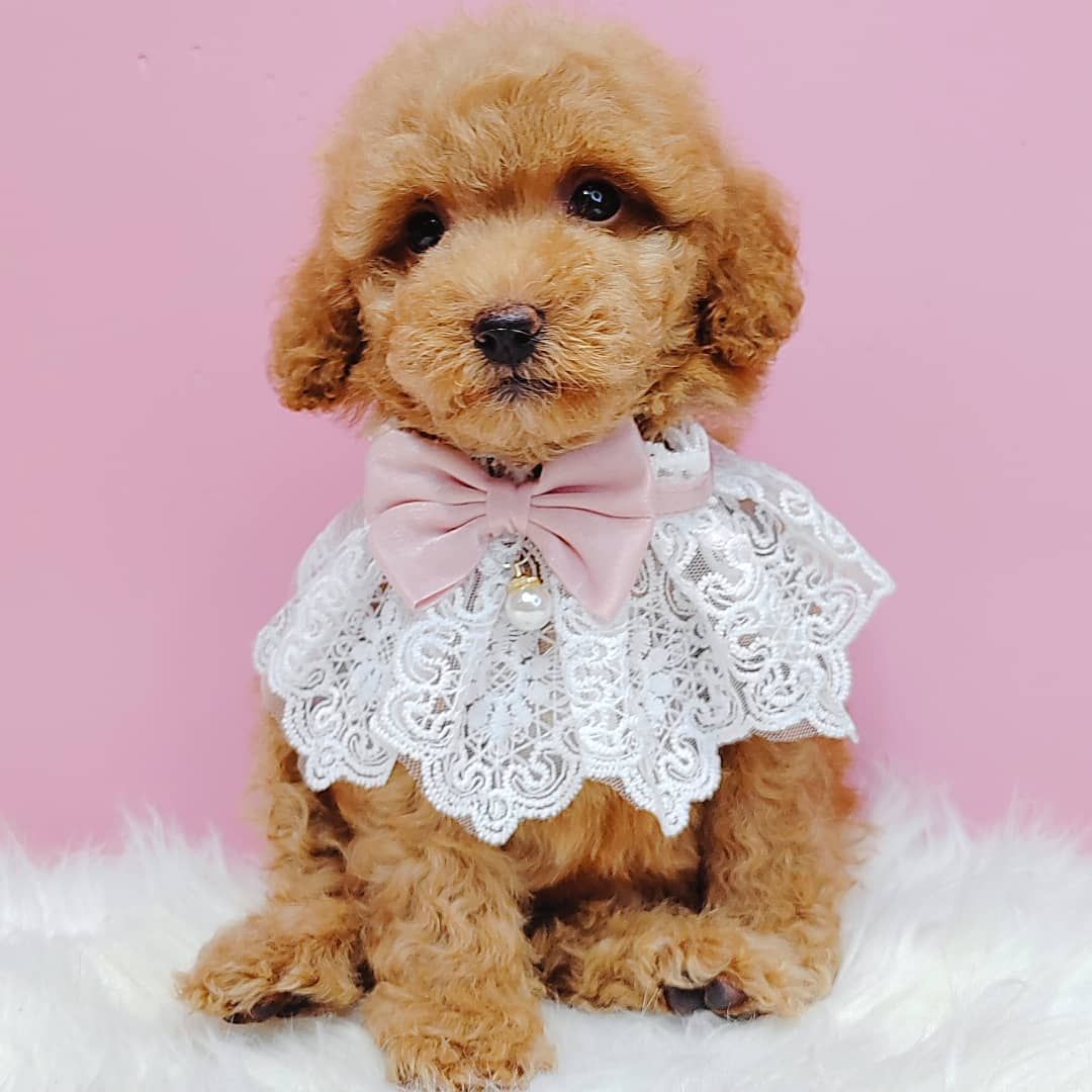 Poodle 娉拌开璐靛