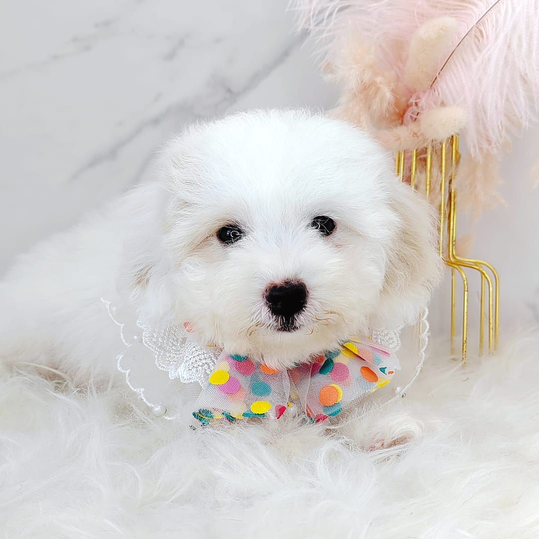 Maltipoo 马尔泰迪