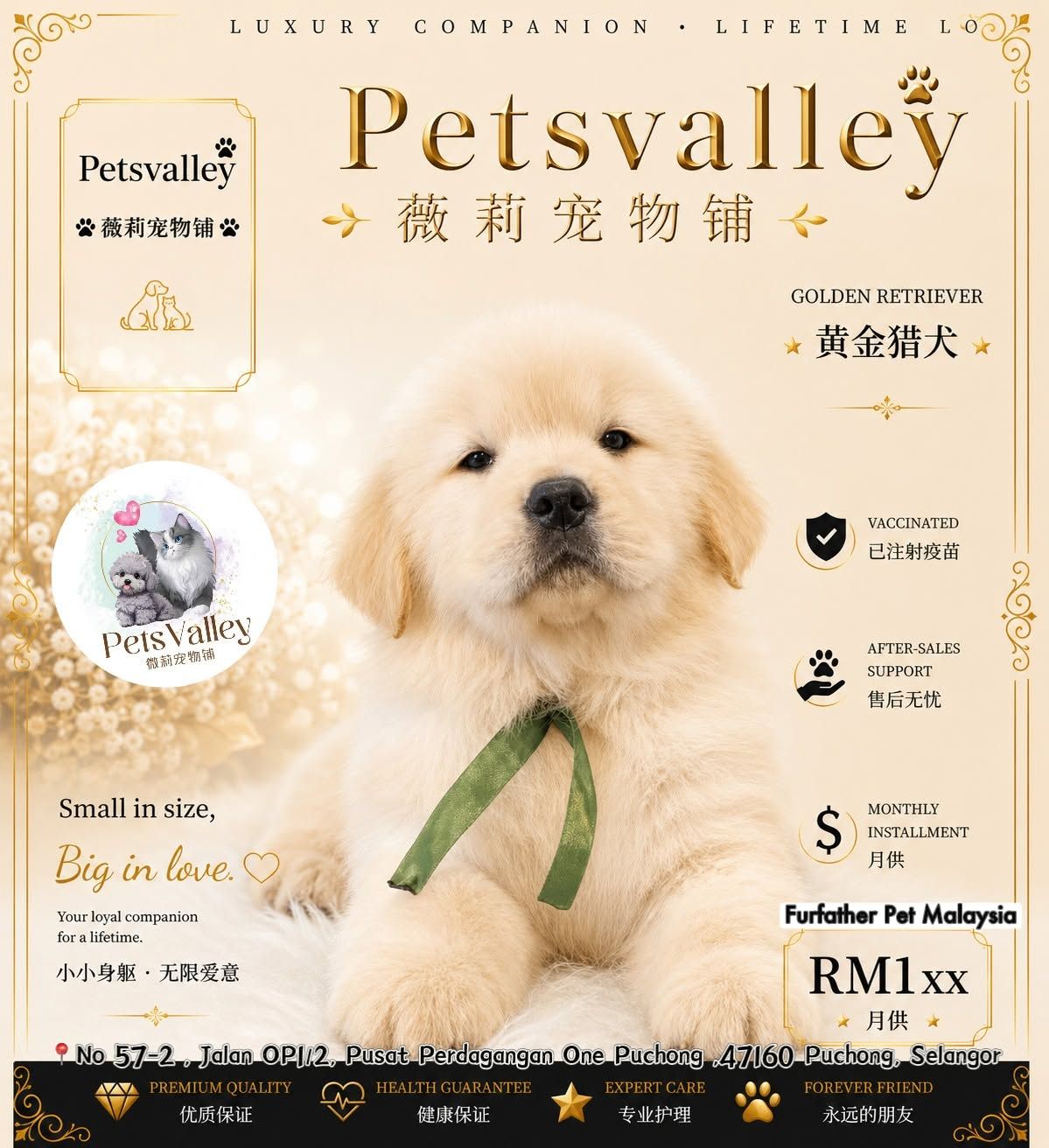 Golden Retriever 黄金猎犬