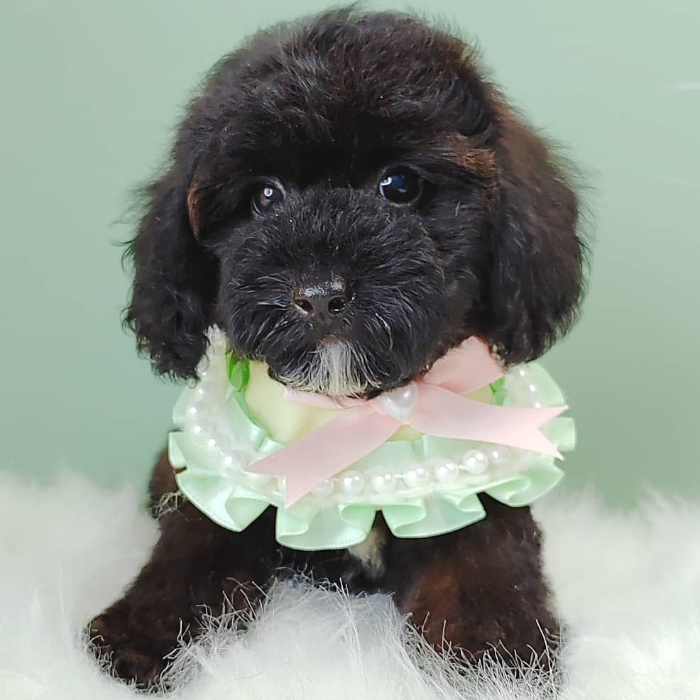 Poodle 娉拌开璐靛