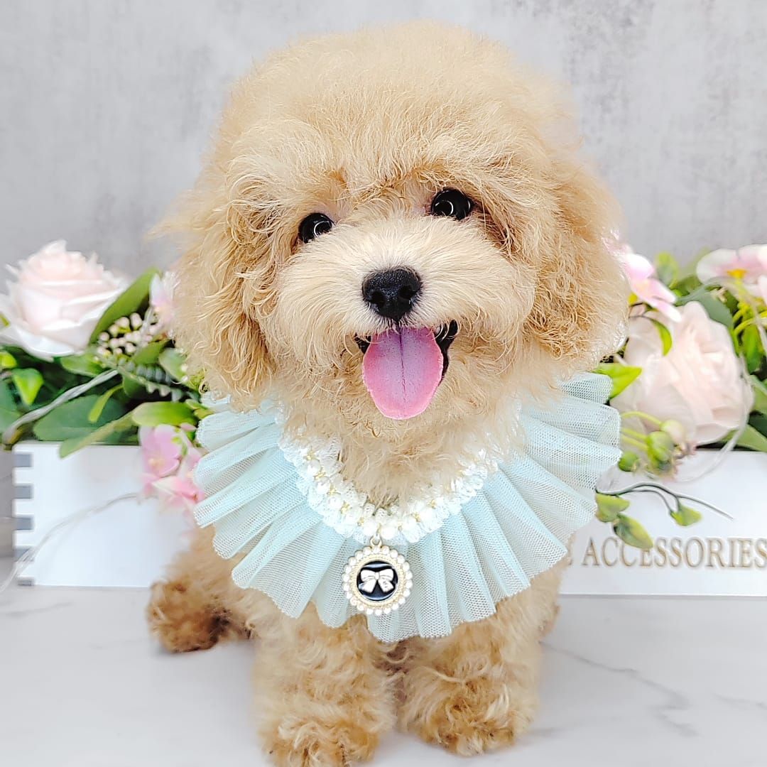 Poodle 娉拌开璐靛