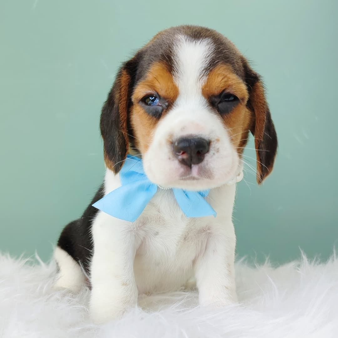 Beagle 米格鲁