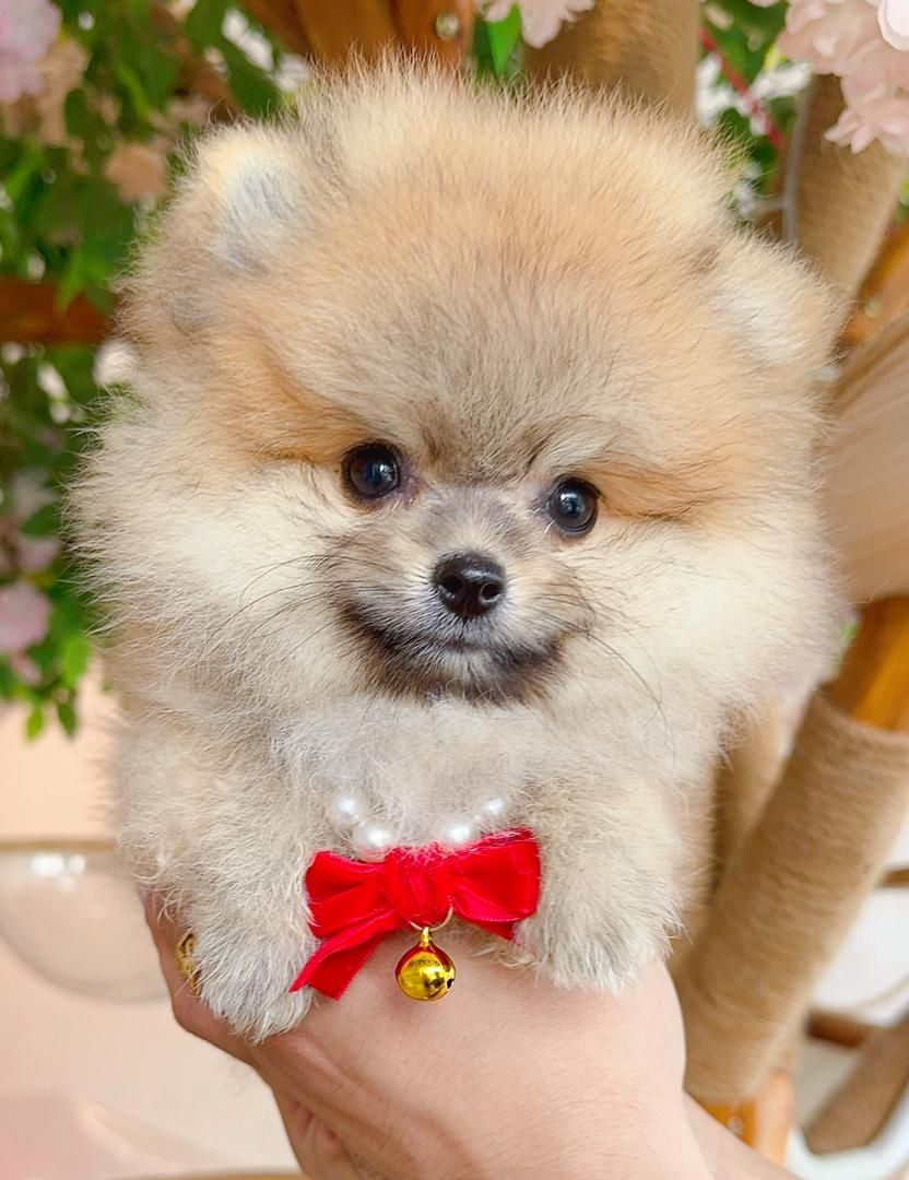 Pomeranian 博美