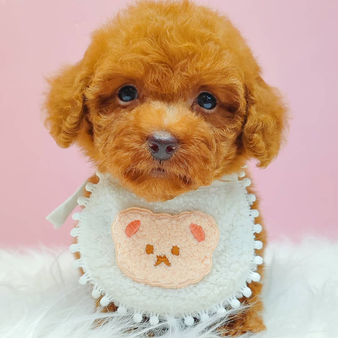 Poodle 娉拌开璐靛