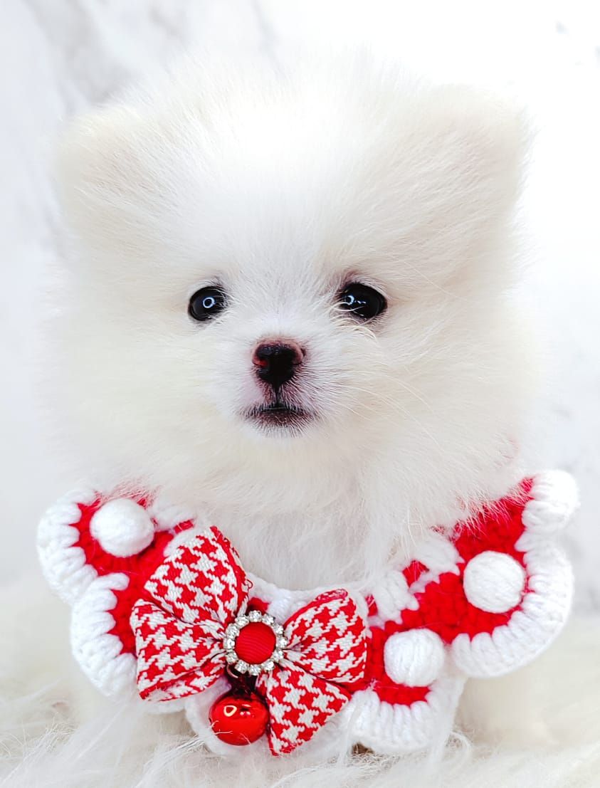 Pomeranian 博美