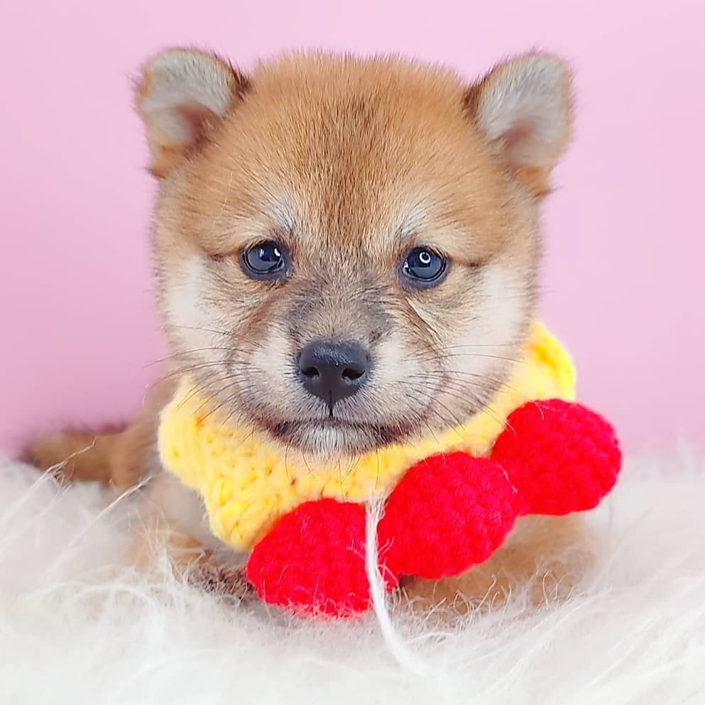 Mame inu 豆柴