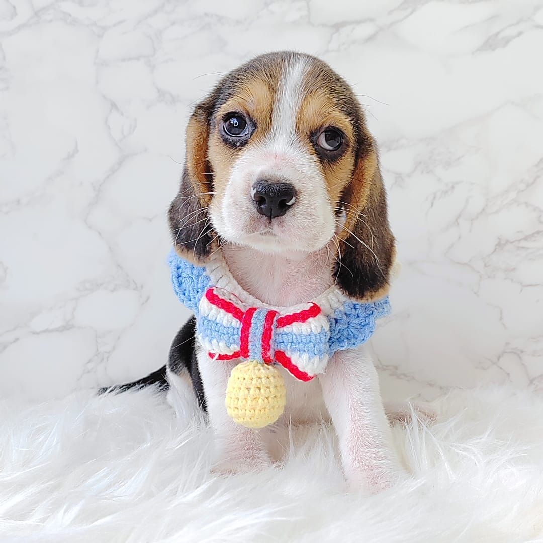 Beagle 米格鲁