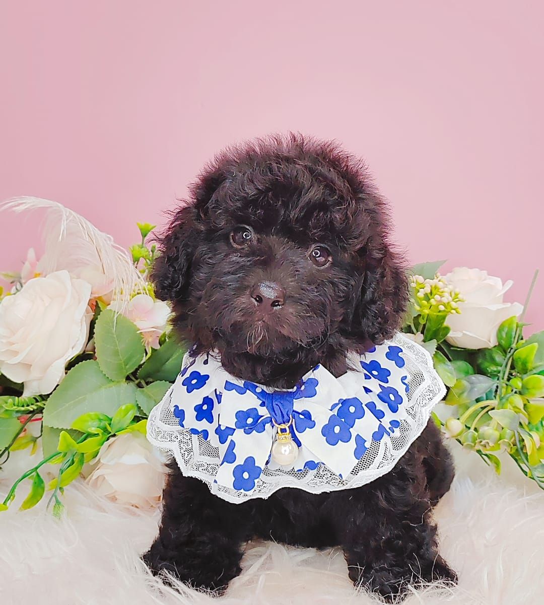 Poodle 娉拌开璐靛