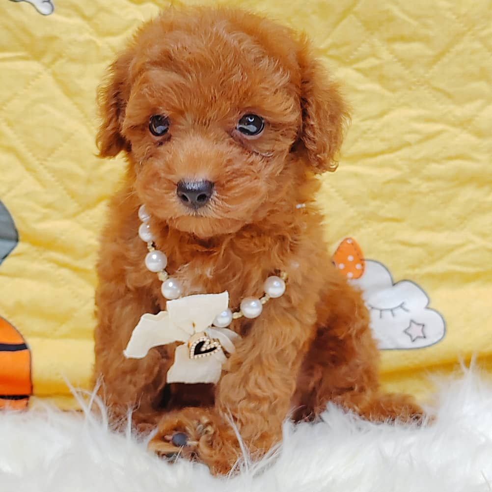 Poodle 璐靛娉拌开