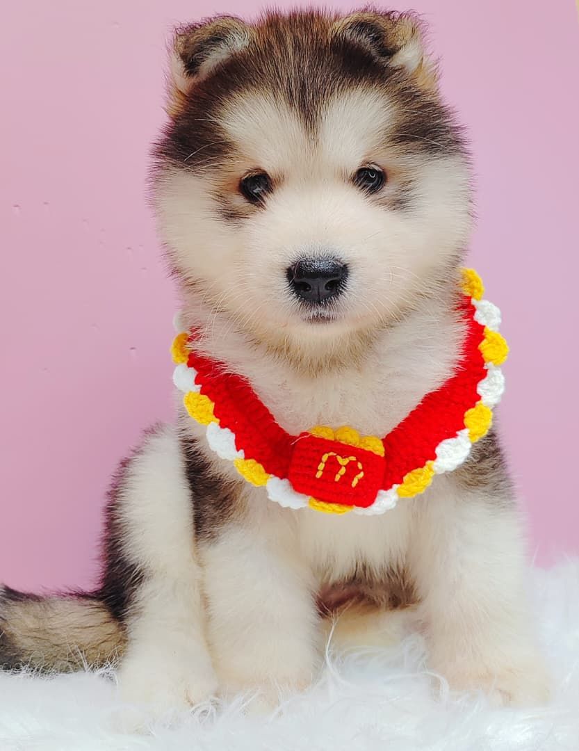 Alaskan Malamute 长毛哈士奇加阿拉斯加