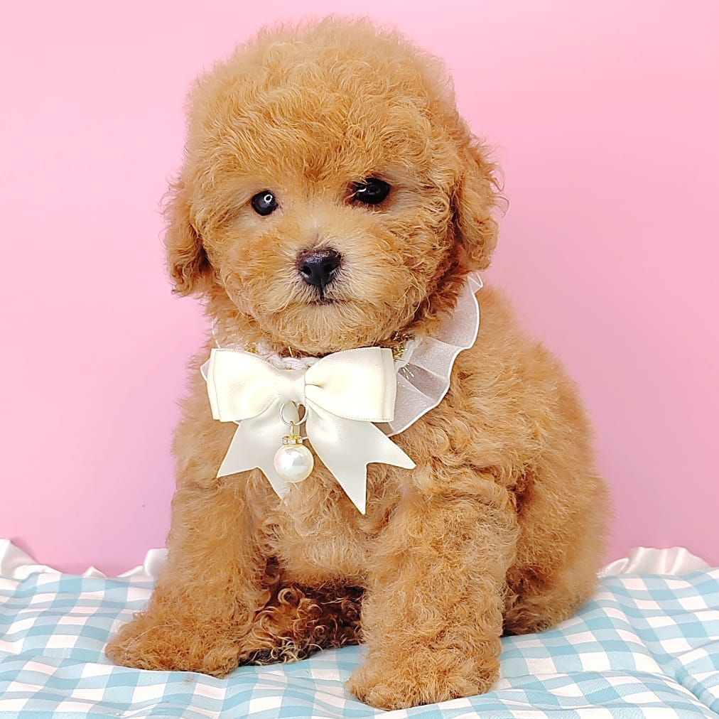 Poodle 娉拌开璐靛