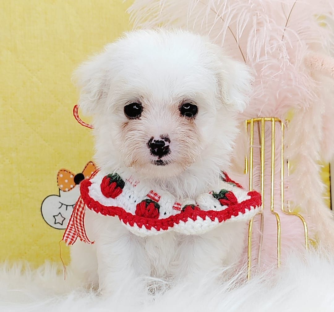 Poodle 娉拌开璐靛