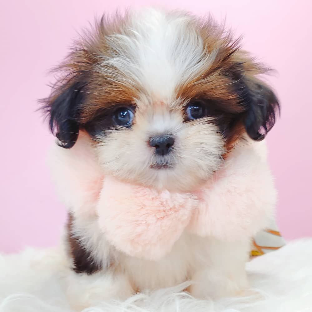 Shih Tzu 西施