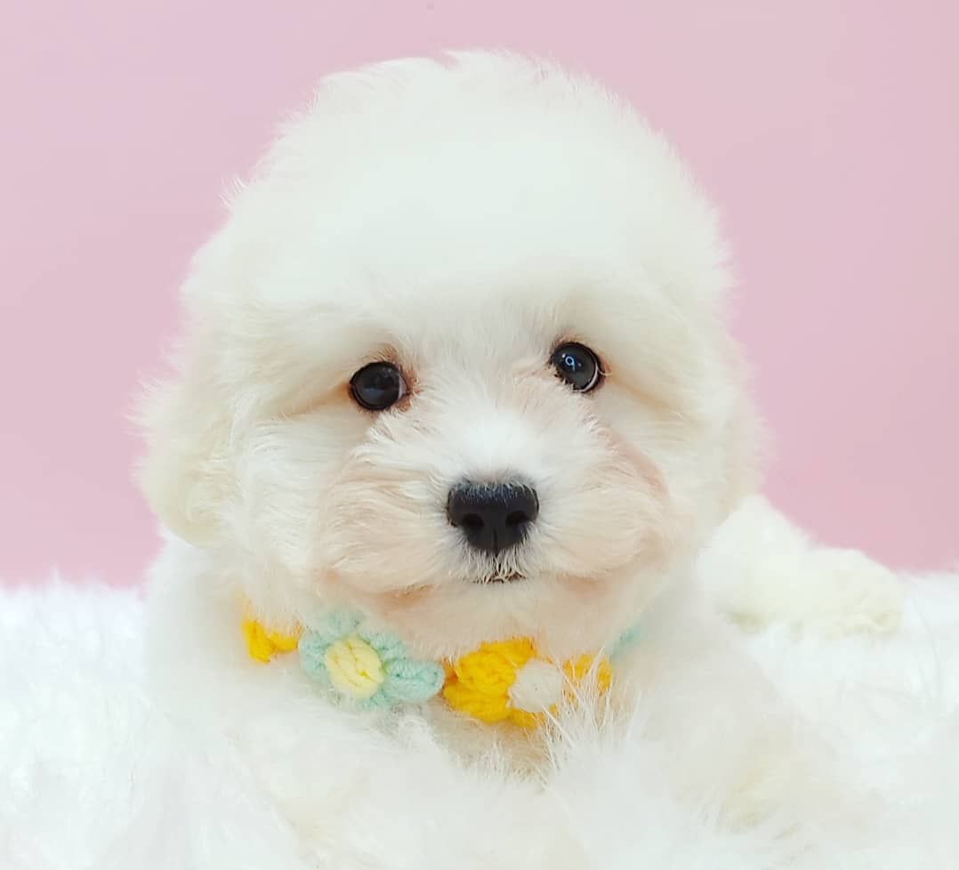 Maltipoo 马尔泰迪