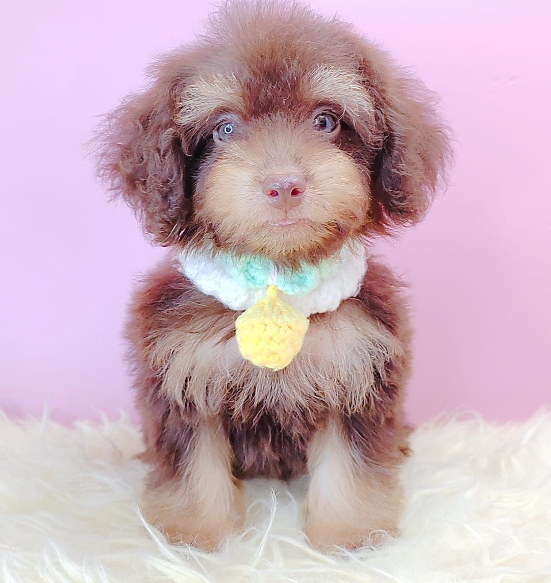 Poodle 娉拌开璐靛