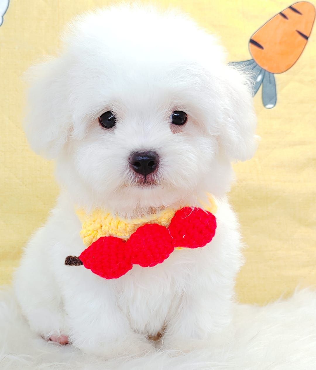 Bichon Frise 比熊
