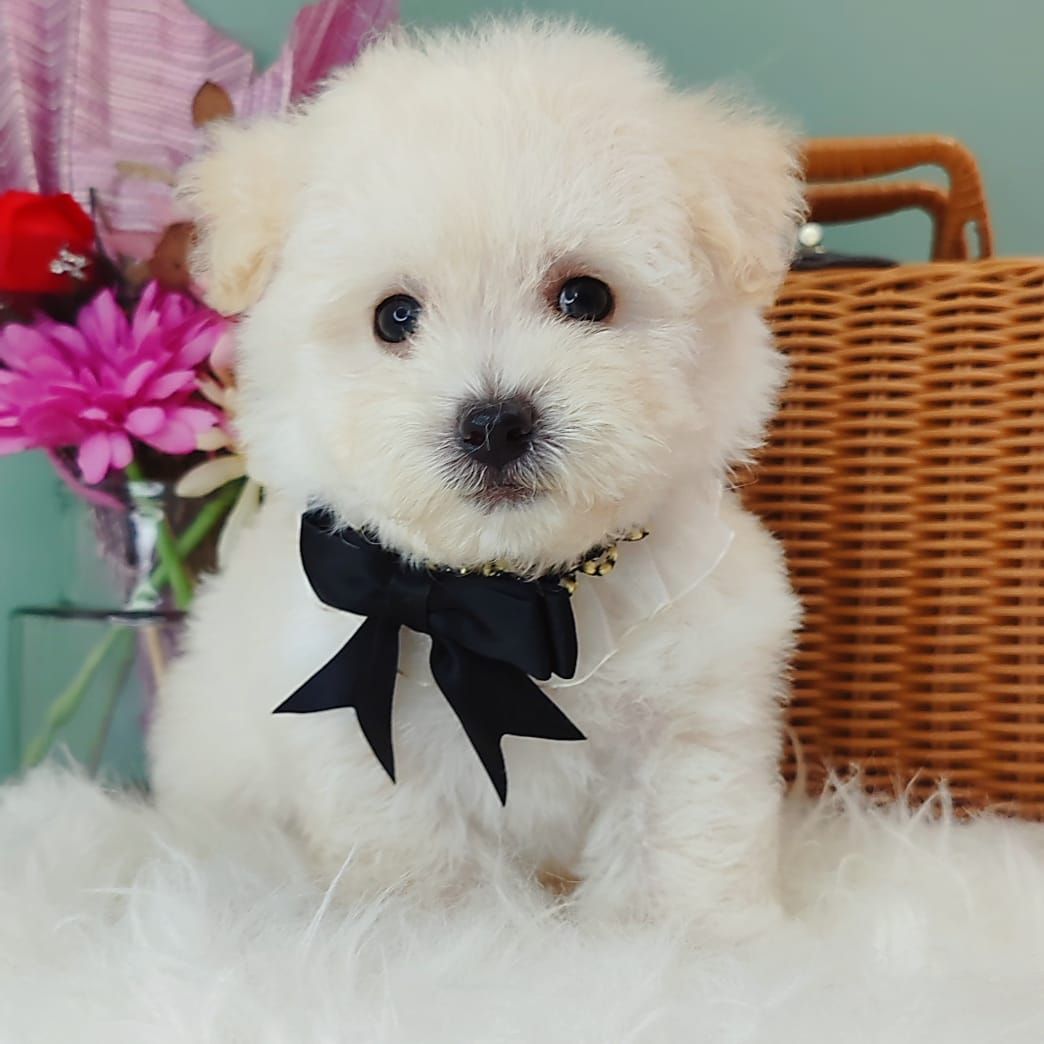 Maltipoo 马尔泰迪