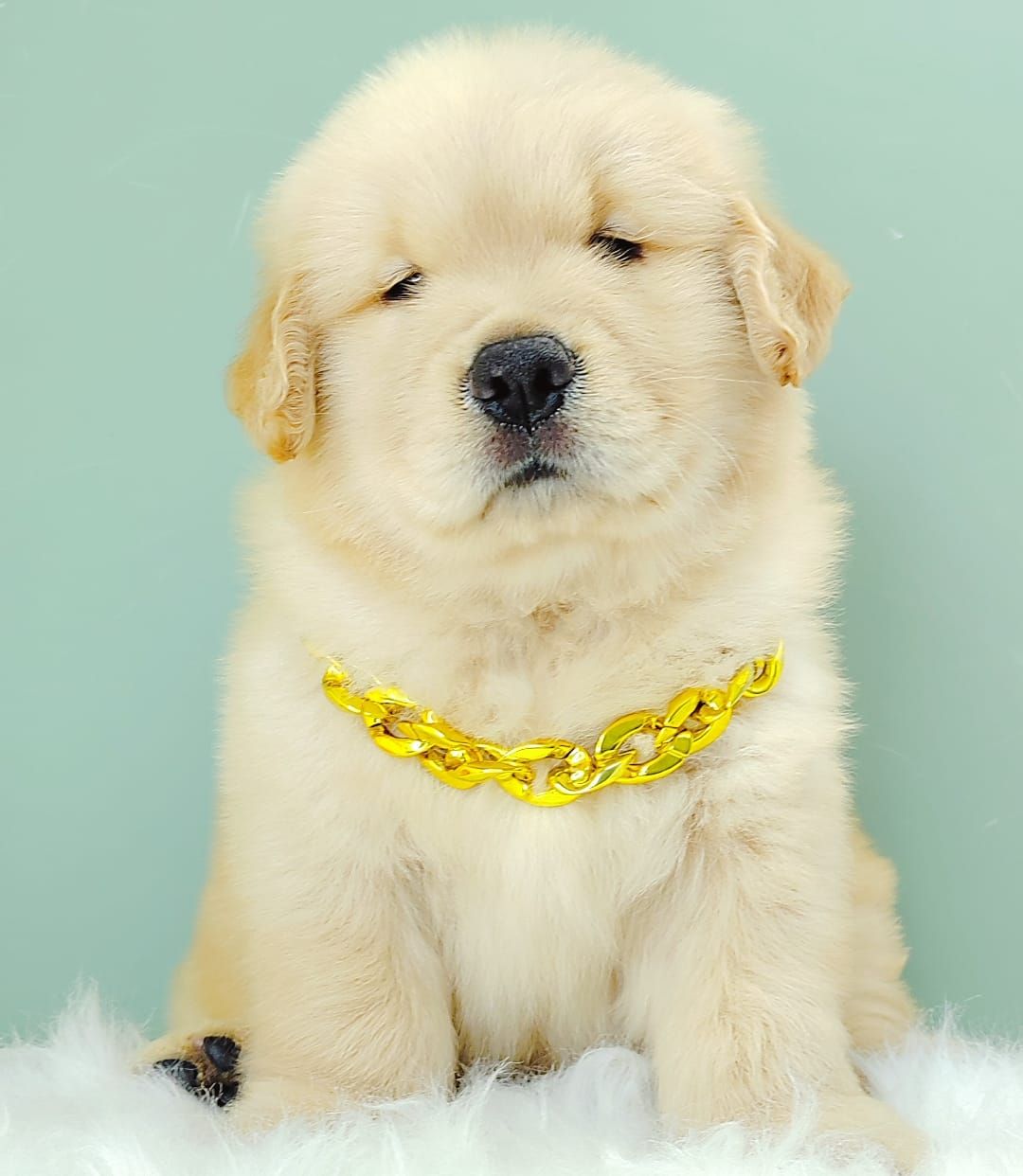 Golden Retriever 黄金猎犬