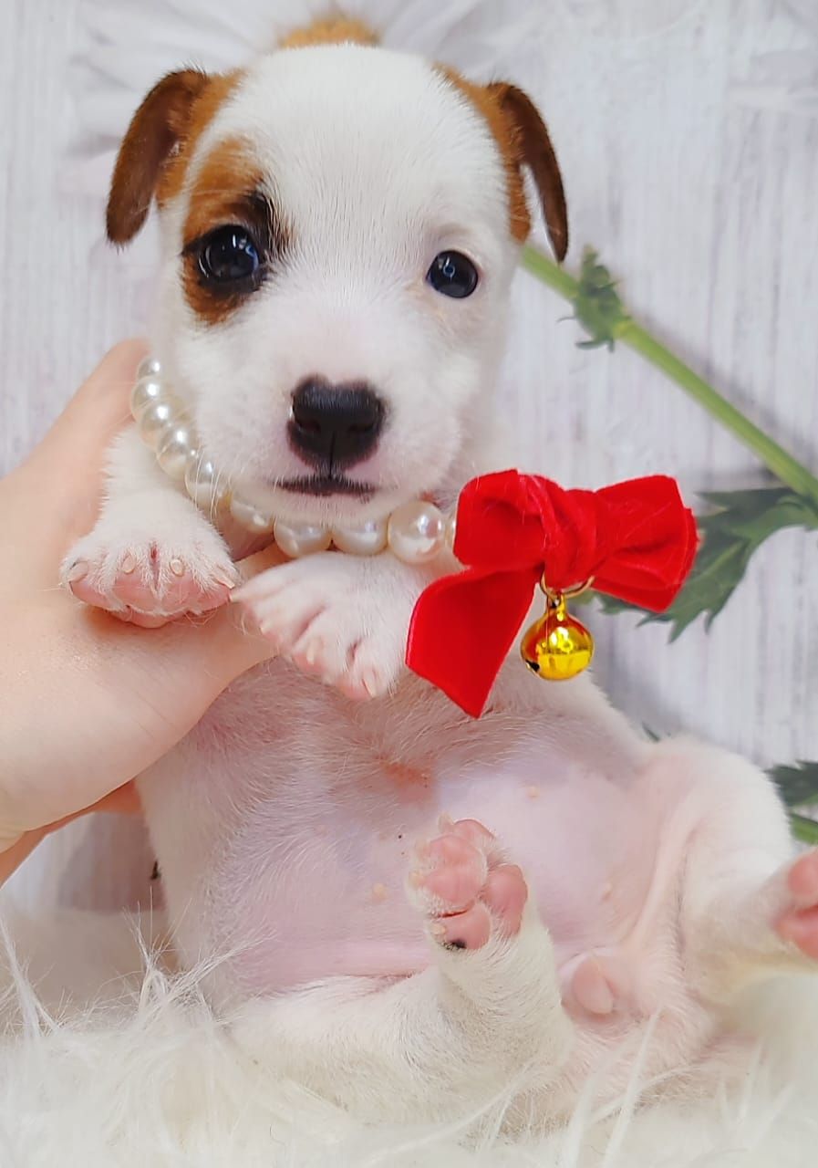 Jack Russell Terrier 杰克罗素梗