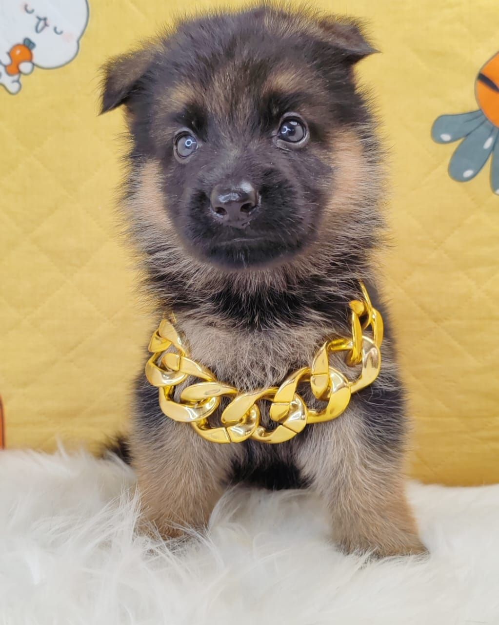 German Shepherd 德国牧羊犬