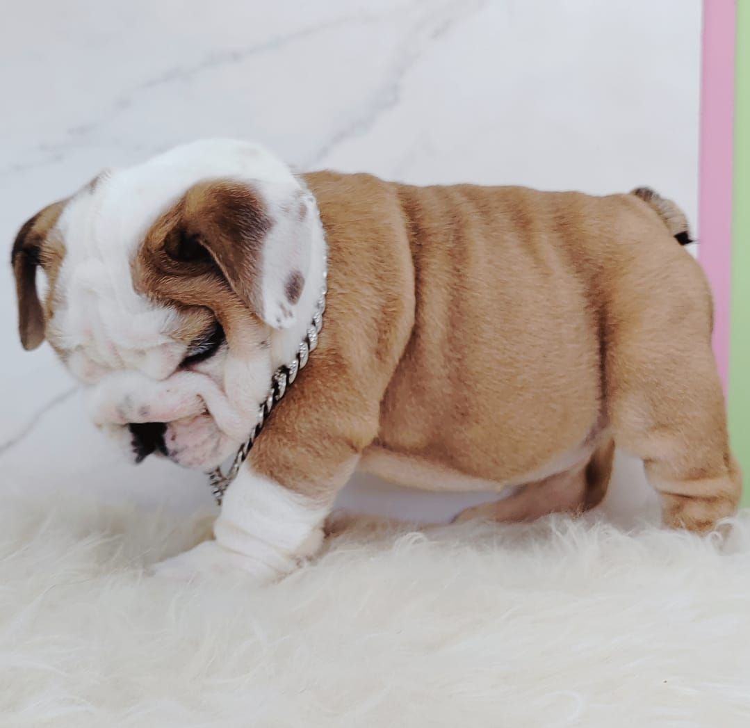 English Bulldog 英国斗牛犬