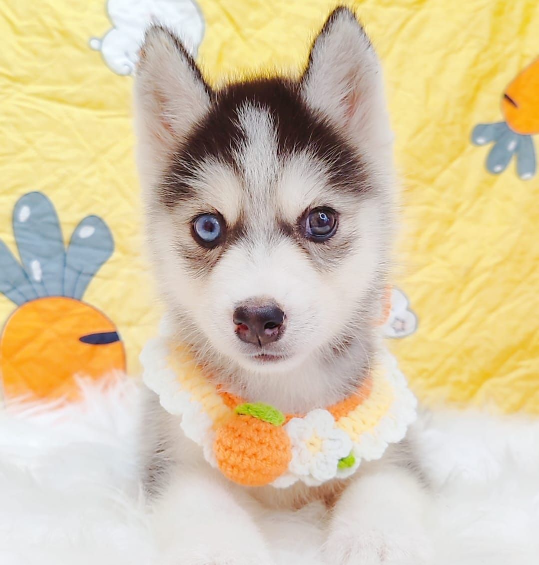Pomsky 博士奇
