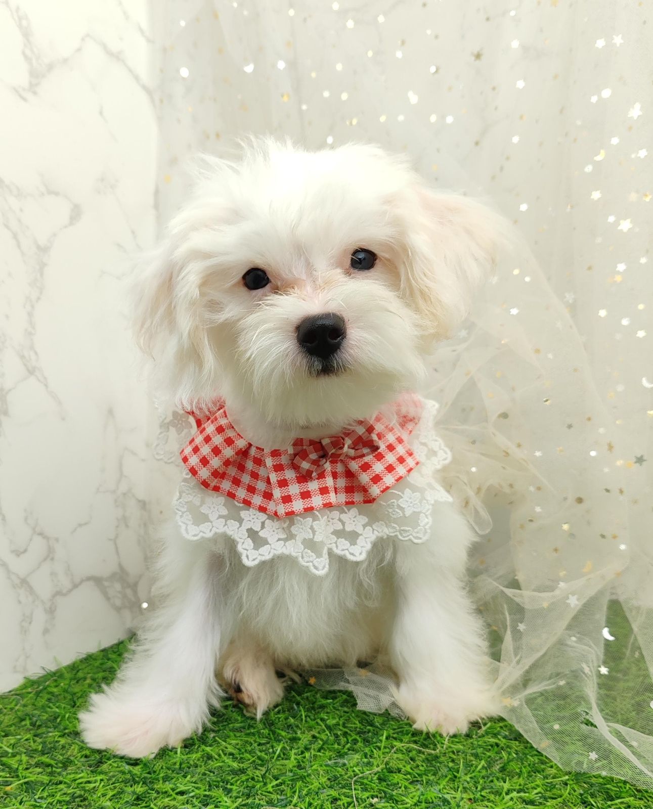 Maltipoo 马尔泰迪