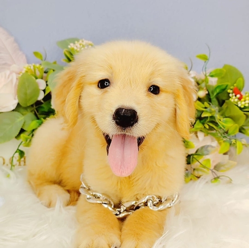  Golden Retriever 黄金猎犬 - FURGATHER DESTINY PET HOUSE