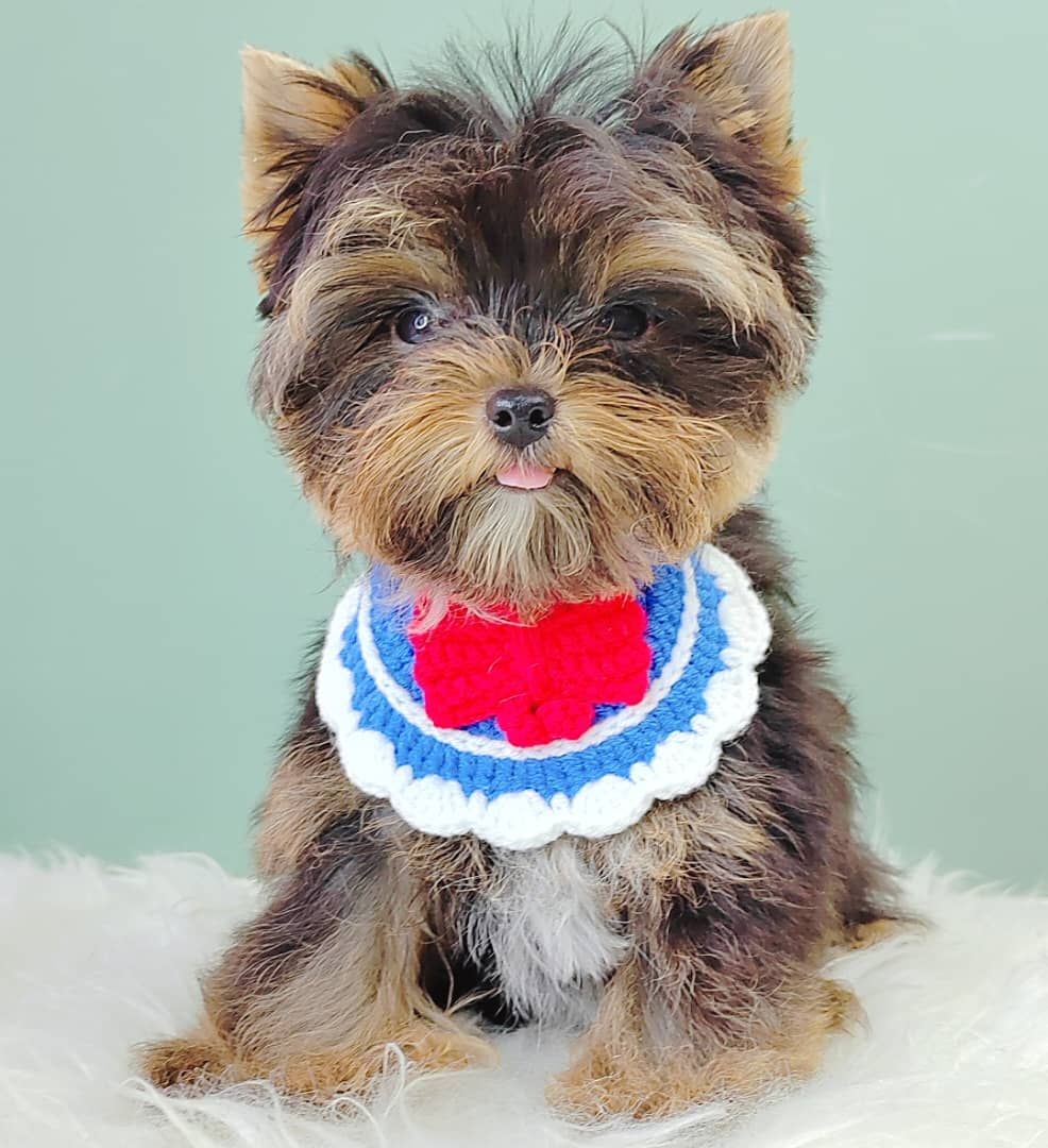 Yorkshire Terrier 约克夏