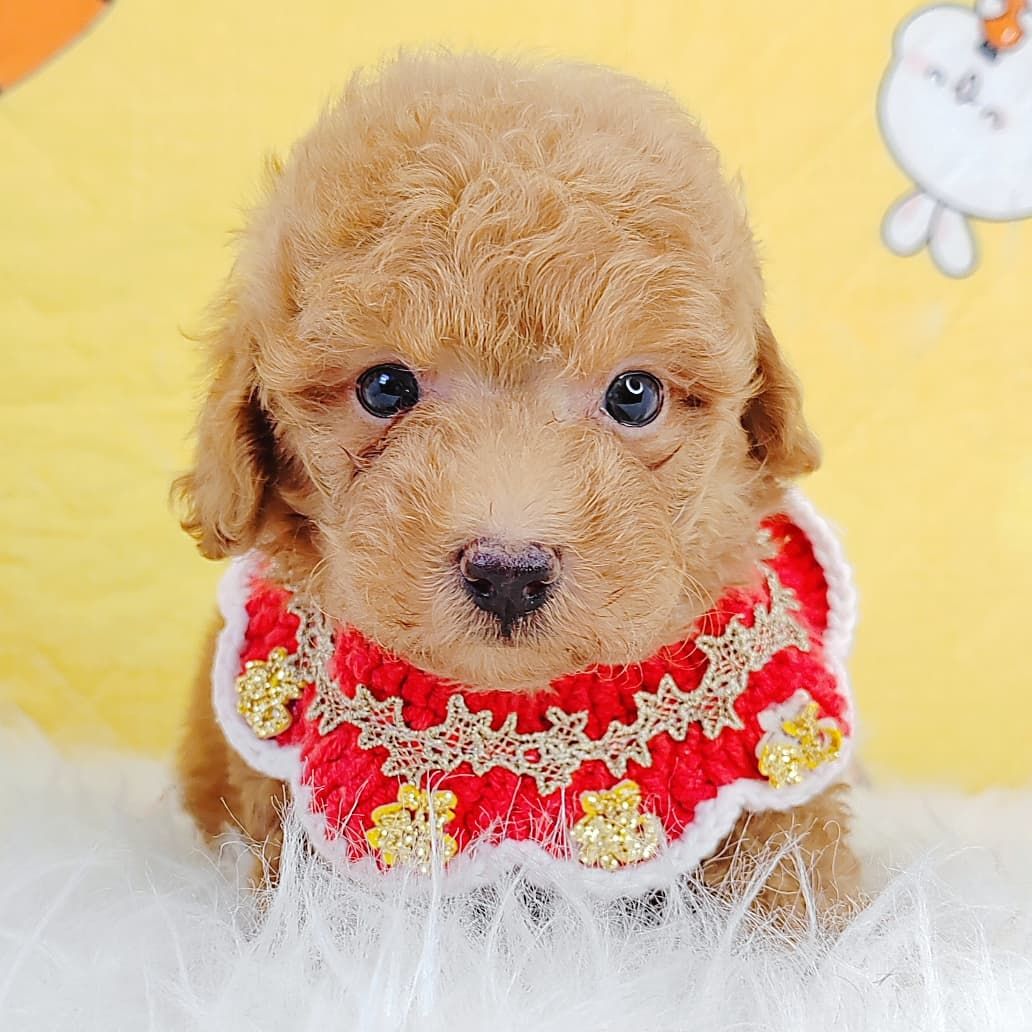 Poodle 娉拌开璐靛