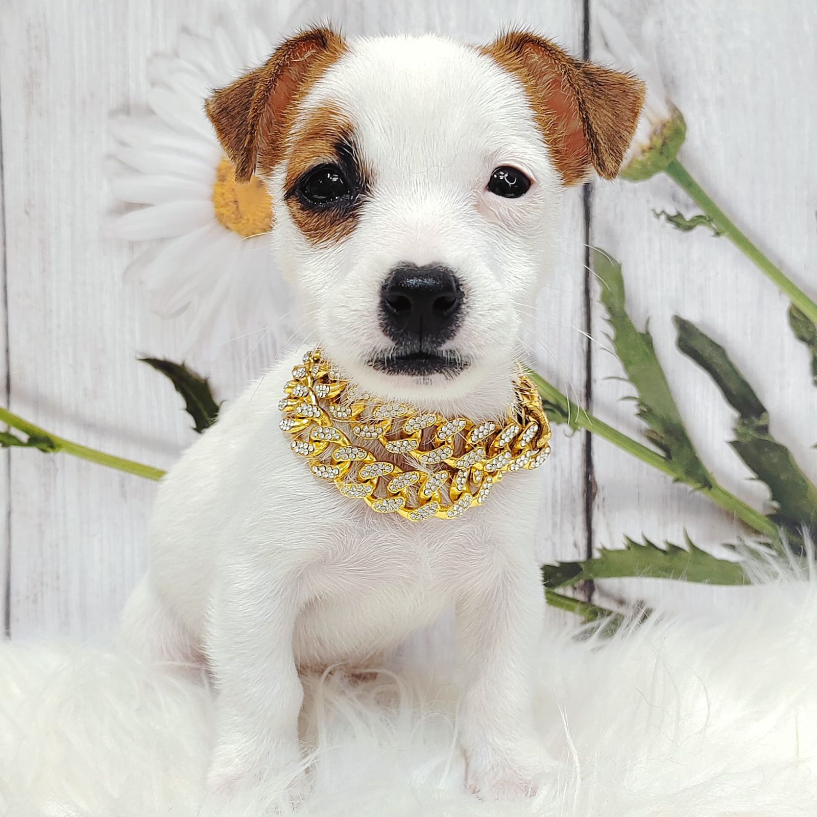 Jack Russell Terrier 杰克罗素梗