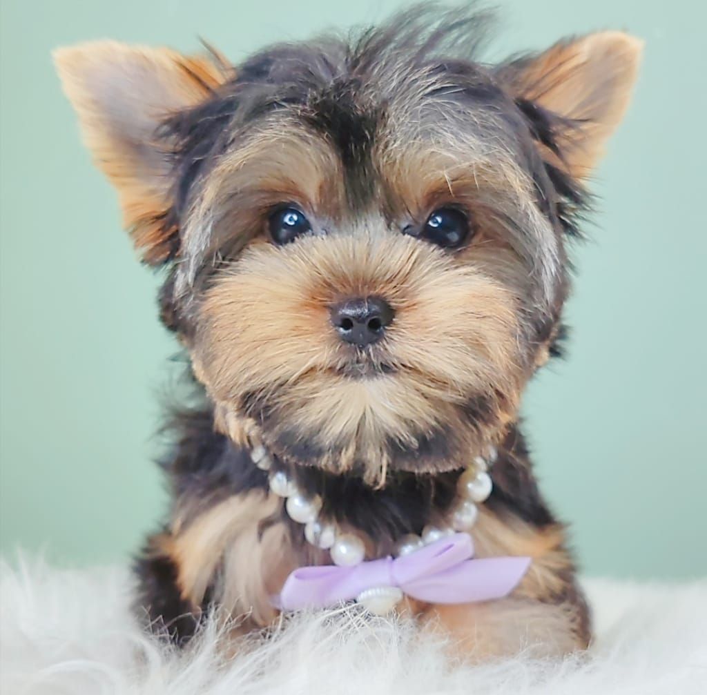Yorkshire Terrier 约克夏