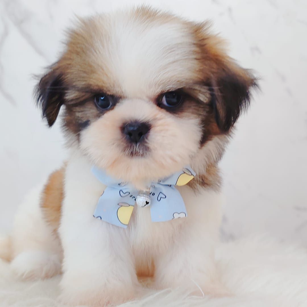 Shih Tzu 西施