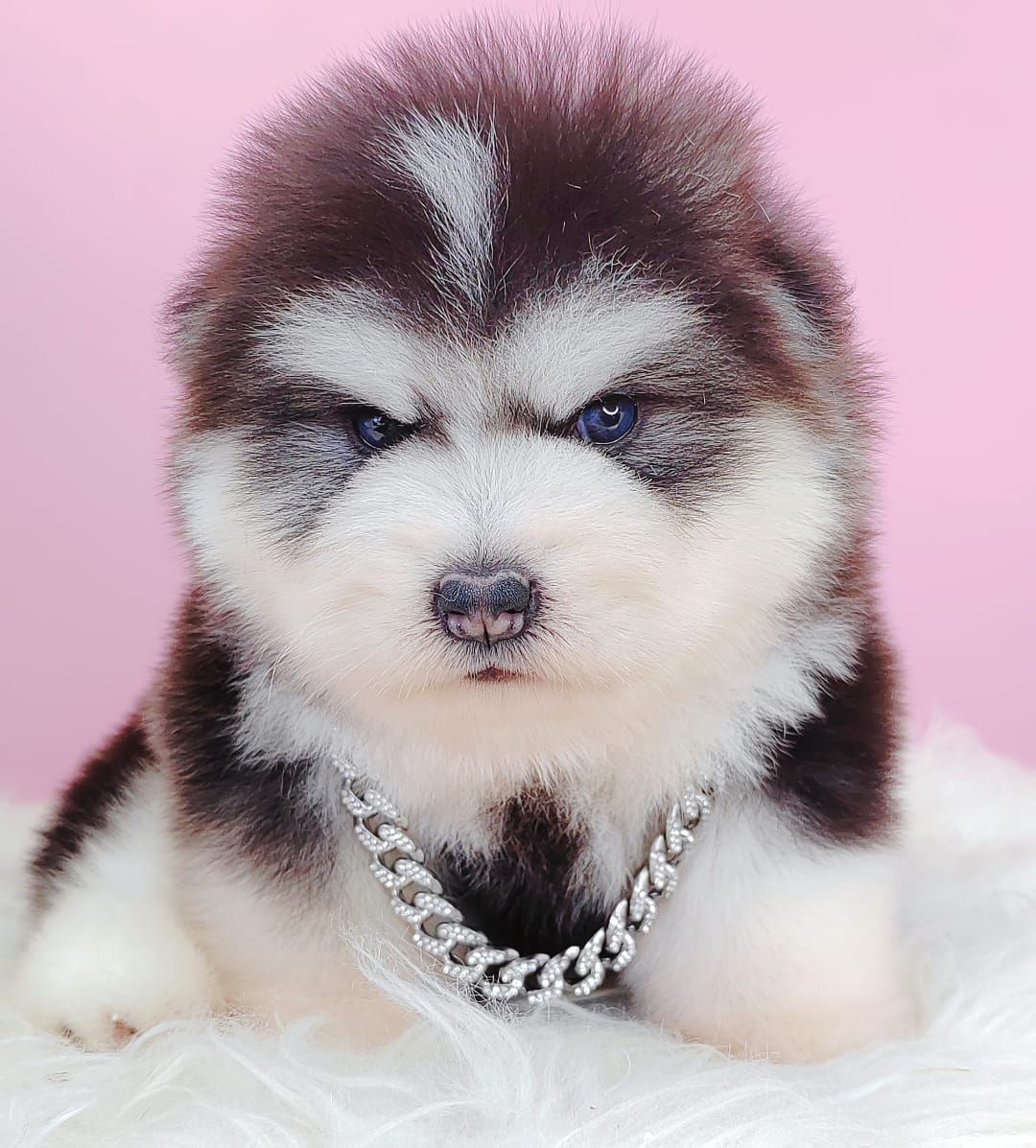 Wooly Alaskan 长毛哈士奇